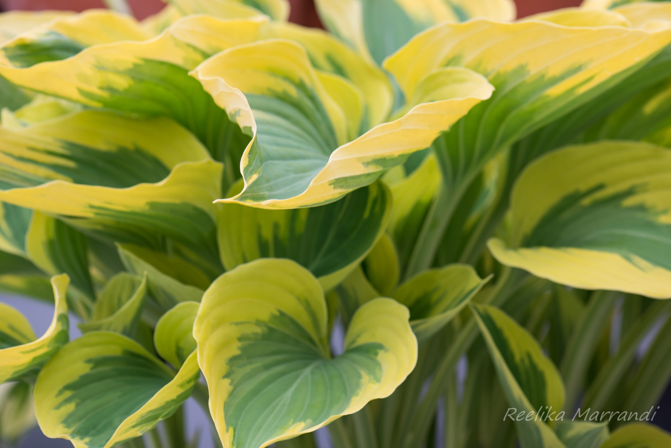 Hosta Majesty Eliseaed E Pood