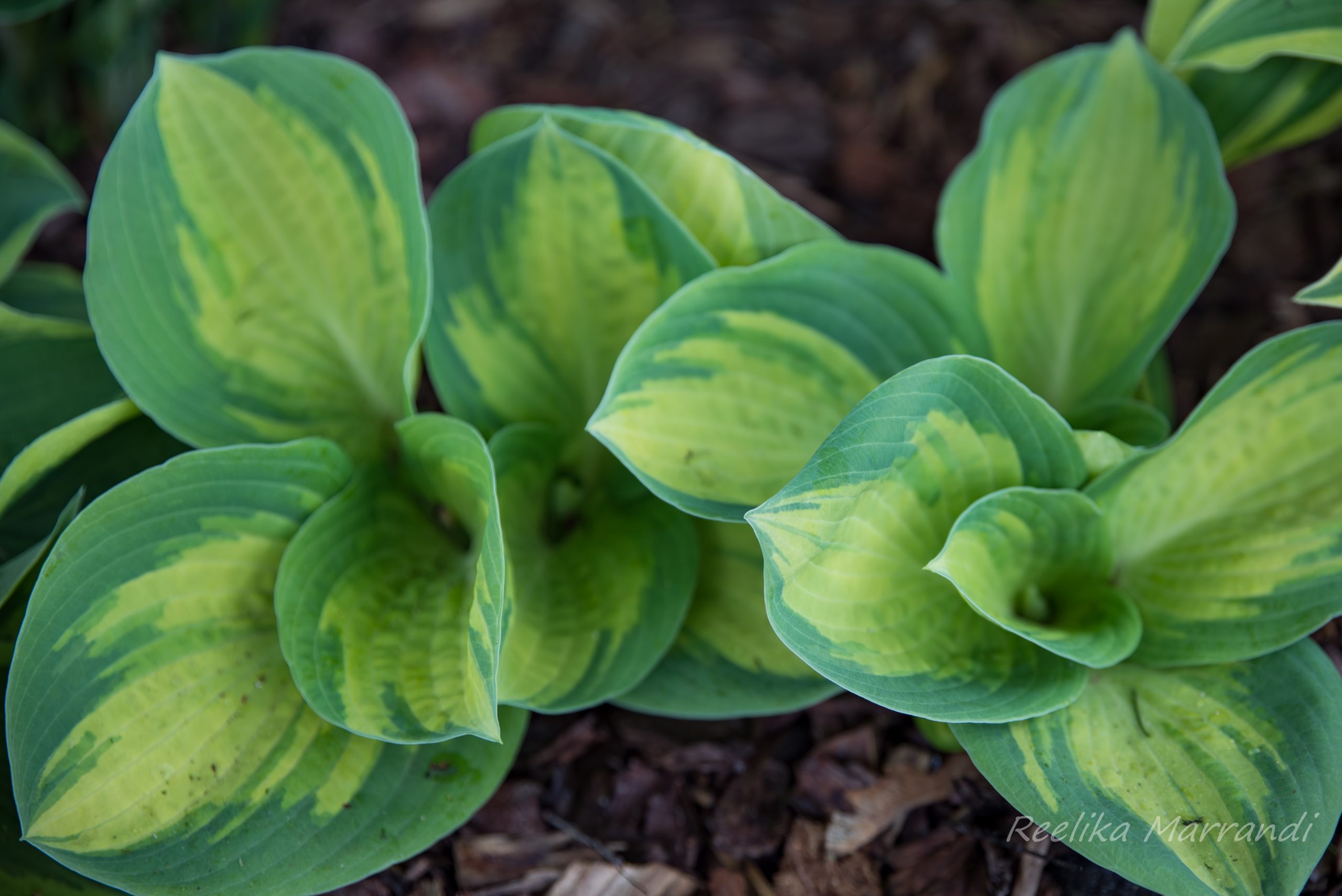 Hosta Popcorn Eliseaed E Pood