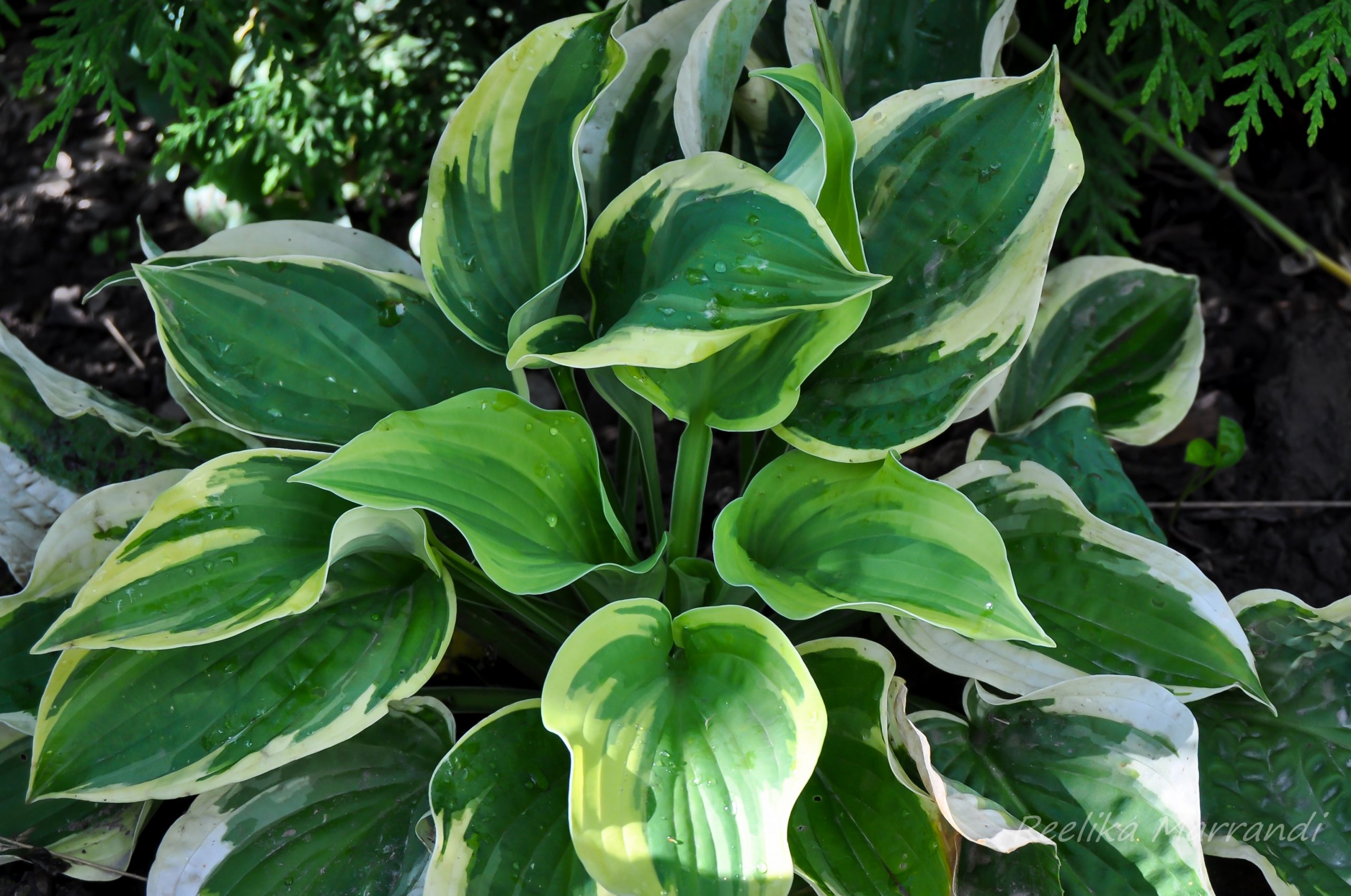 Hosta Wide Brim Eliseaed E Pood