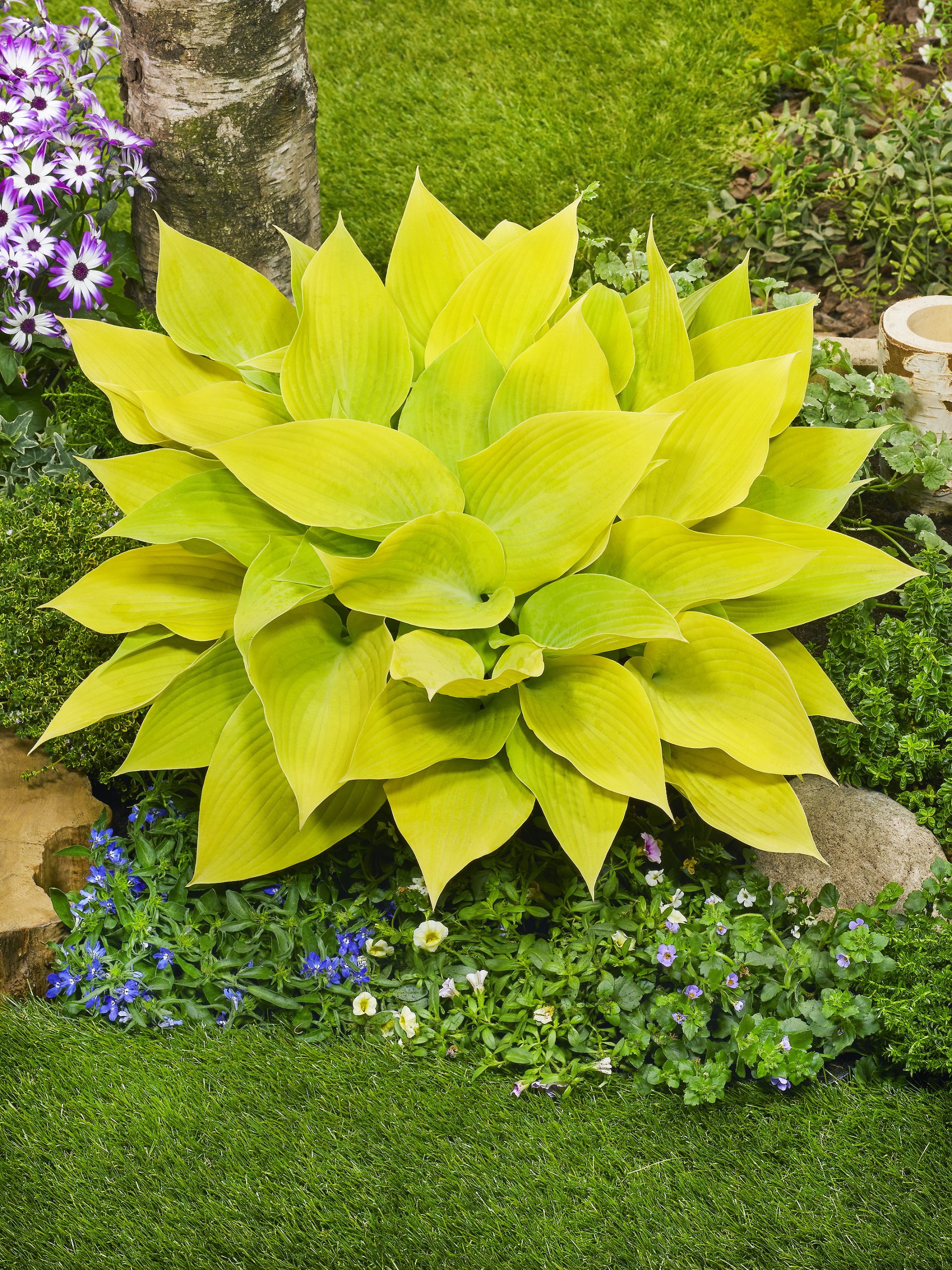 hosta `Sunny Halcyon` | Eliseaed | E-Pood