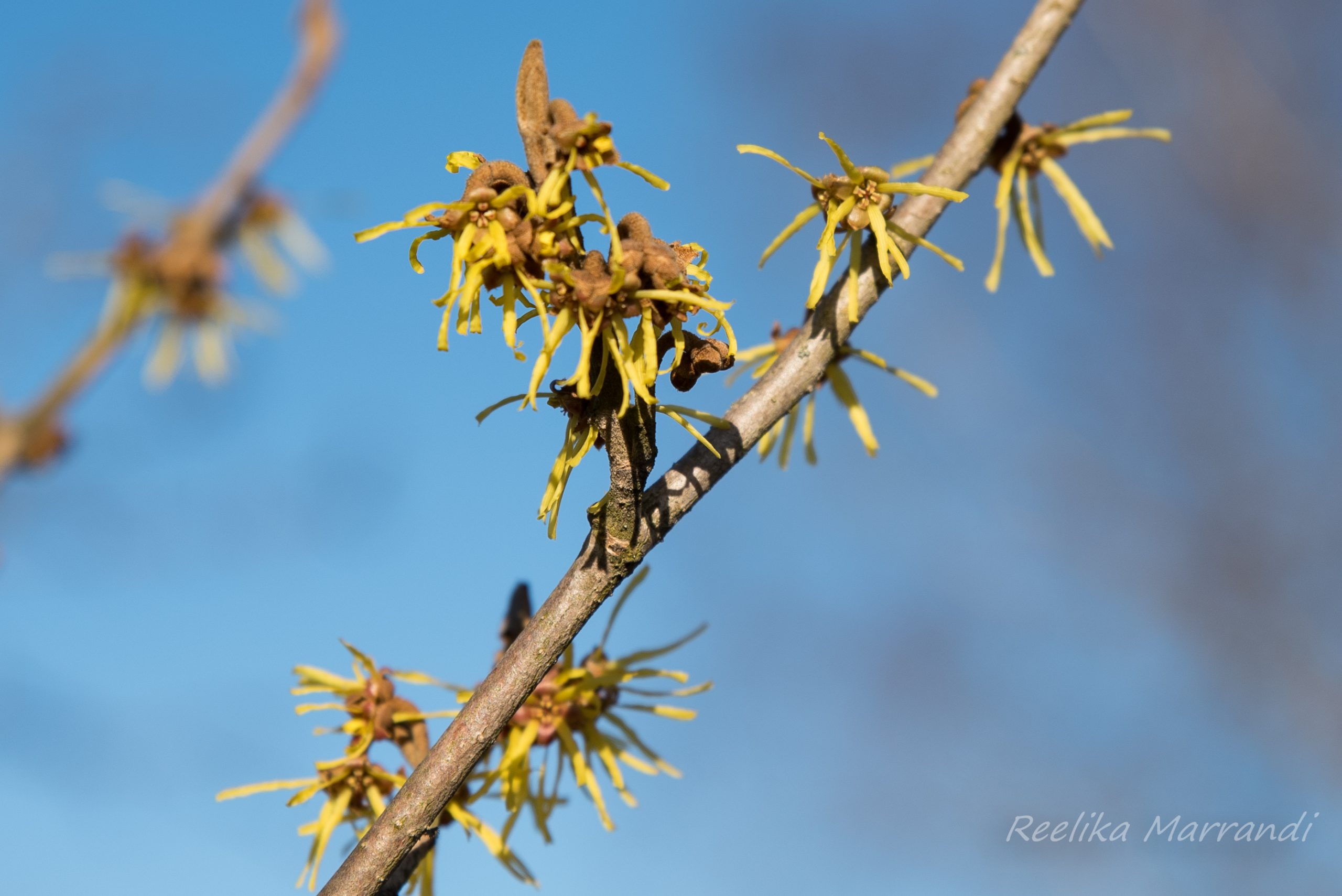 Hamamelis virginiana C7_5 80_100_CM