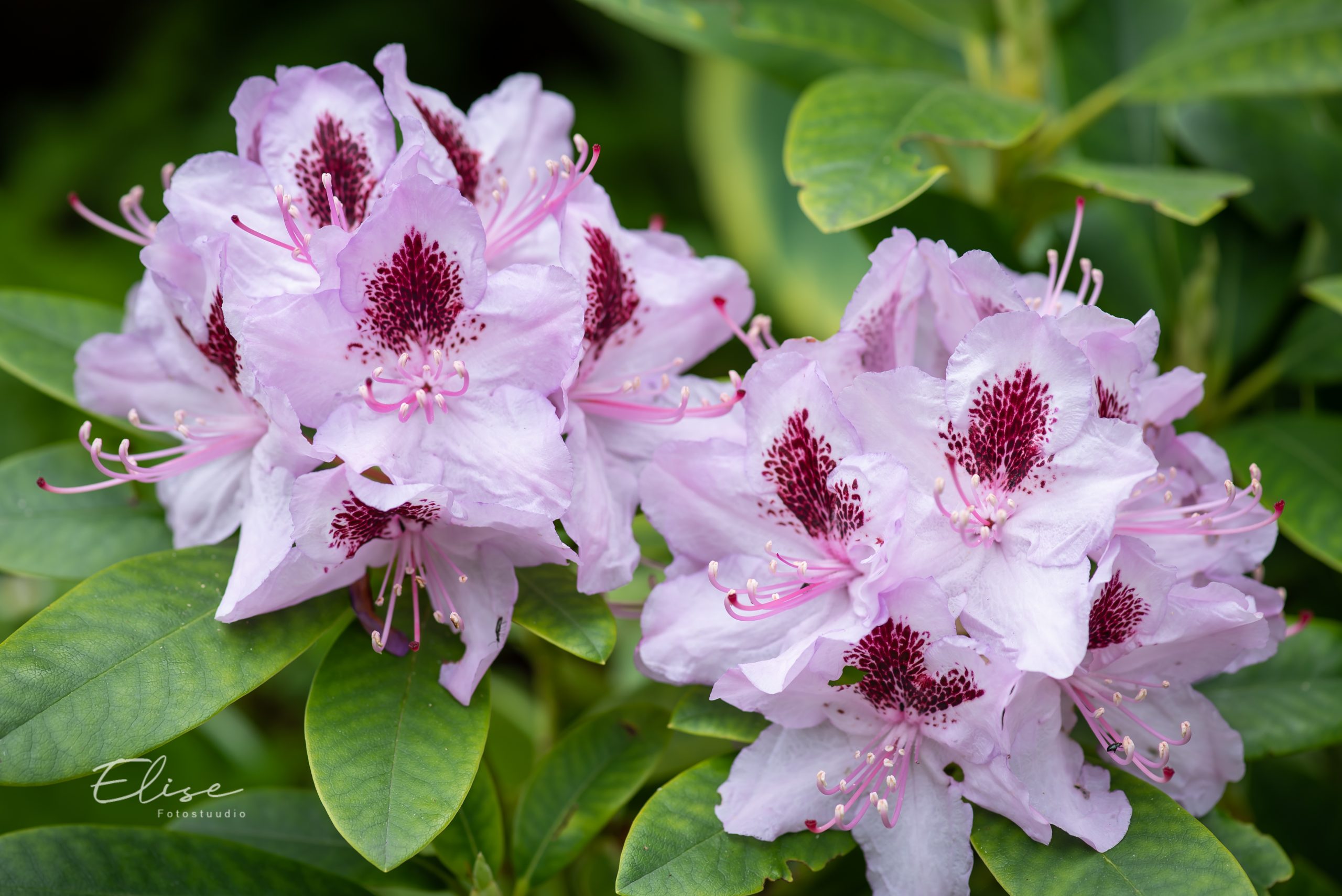 Rododendron Humboldt Elise Aed