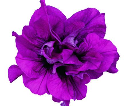 1561_8111_Petunia_Surfinia_Double_Purple_DEF.jpg
