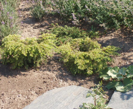 Tsuga_canadensis_Yeddeloh. kanada tsuuga