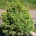 238_9886_Picea_glauca_Alberta_Globe_kanada_kuusk_2.jpg