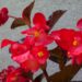 2264_4562_Begonia_x_benariensis__Big_Red_With_Bronze_Leaf_1.jpg