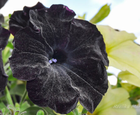 2285_7630_Petunia_solanaceae_Crazytunia_Black_Mamba__2.JPG