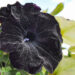 2285_7630_Petunia_solanaceae_Crazytunia_Black_Mamba__2.JPG