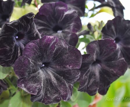 2285_7631_Petunia_solanaceae_Crazytunia_Black_Mamba_.JPG