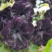 2285_7631_Petunia_solanaceae_Crazytunia_Black_Mamba_.JPG