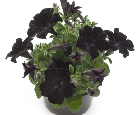 2285_8110_Petunia_Hybrid_Crazy_Tunia_Black_Mamba.jpg