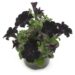 2285_8110_Petunia_Hybrid_Crazy_Tunia_Black_Mamba.jpg