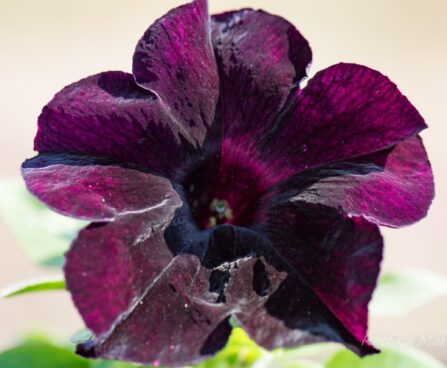 2285_8290_Petunia_solanaceae_Crazytunia_Black_Mamba_.JPG