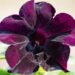 2285_8290_Petunia_solanaceae_Crazytunia_Black_Mamba_.JPG