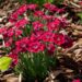 2291_4546_Dianthus_cultivars_Pillow_Red.jpg
