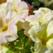 2292_7606_Petunia_cultivars_Bonnie_Pink_Lemonade_.JPG