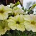 2292_7627_Petunia_cultivars_Bonnie_Pink_Lemonade__2.JPG