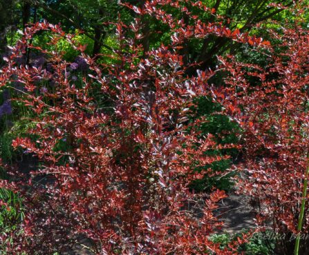 2750_7678_Berberis_thunbergii_Red_Chief__2.JPG