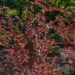 2750_7678_Berberis_thunbergii_Red_Chief__2.JPG