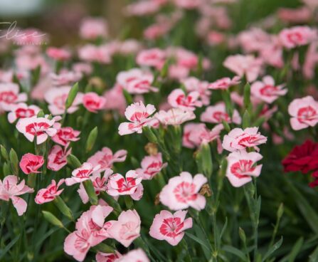 3121_8767_Dianthus_Peach_Party_2.JPG