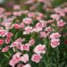 3121_8767_Dianthus_Peach_Party_2.JPG