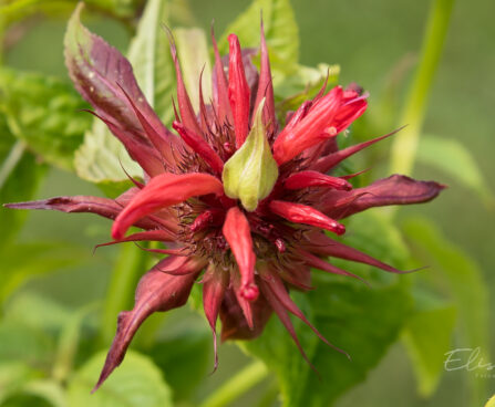 3126_8977_Monarda_Red_Shades.JPG