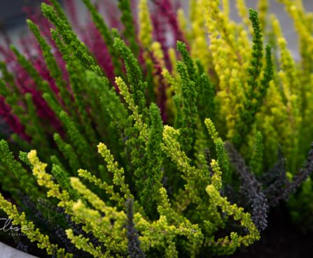 3234_9335_Calluna_vulgaris_Sunset_Trio_kanarbik_3.jpg