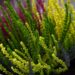 3234_9335_Calluna_vulgaris_Sunset_Trio_kanarbik_3.jpg