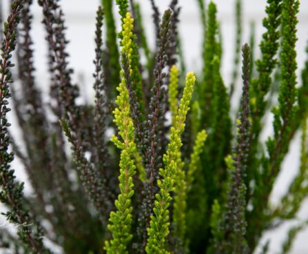 3234_9337_Calluna_vulgaris_Sunset_Trio_kanarbik_5.jpg