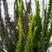 3234_9337_Calluna_vulgaris_Sunset_Trio_kanarbik_5.jpg