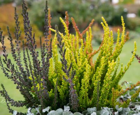 3234_9338_Calluna_vulgaris_Sunset_Trio_kanarbik.jpg