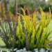 3234_9338_Calluna_vulgaris_Sunset_Trio_kanarbik.jpg