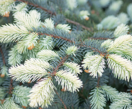 Picea pungens`Bialobok` torkav kuusk