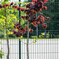 Corylus avellana `Purple Umbrella` harilik sarapuu