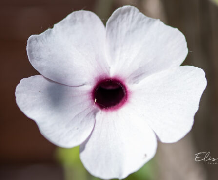 Thunbergia alata `Sunny Susy Rose Sensation` tunbergia (2)