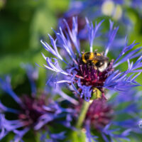 Centaurea montana mägi-jumikas (4)