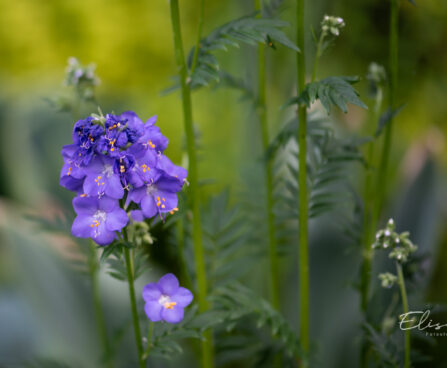 Polemonium caeruleum sinilatv