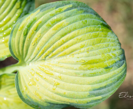 Hosta `George Smith` (1)