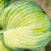 Hosta `George Smith` (1)