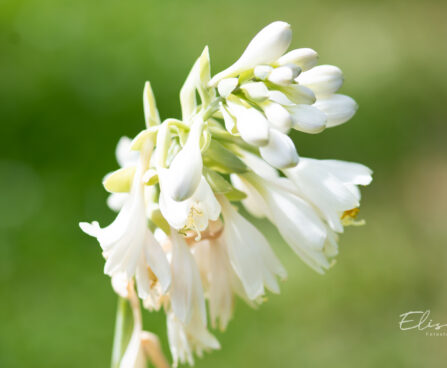 Hosta `George Smith` (2)