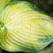 Hosta `George Smith` (4)