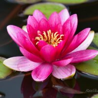 452_7495_Nymphaea_Attraction_.JPG