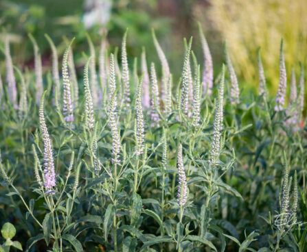 Veronica `Pink Harmony` kassisaba