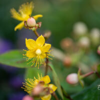 Hypericum mix naistepuna (5)