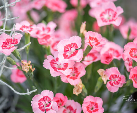 Dianthus `Peach Party` nelk (1)