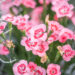 Dianthus `Peach Party` nelk (1)