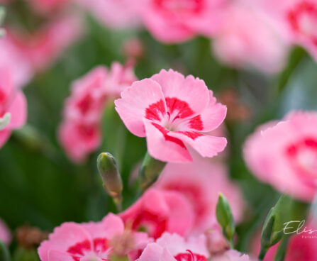 Dianthus `Peach Party` nelk (2)