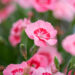 Dianthus `Peach Party` nelk (2)