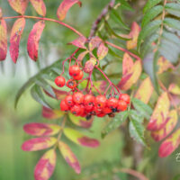 Sorbus `Dodong` pihlakas (2)