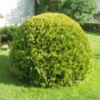 Thuja occidentalis Harilik elupuu `Golden Globe` Elise Aed